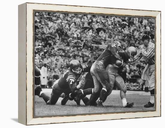 Navy's Prize Halfback Joe Bellino Dragging Tacklers in a Game Against Notre Dame-George Silk-Framed Premier Image Canvas