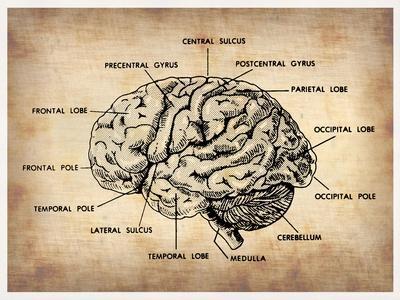 Vintage Brain Map Anatomy Premium Giclee Print - NaxArt | Art.com