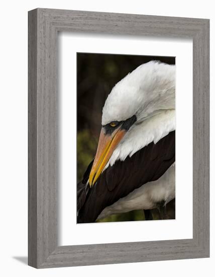 Nazca booby preening feathers, Espanola Island, Galapagos Islands, Ecuador.-Adam Jones-Framed Photographic Print