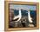 Nazca Booby (Sula Dactylatra), Suarez Point, Isla Espanola, Galapagos Islands, Ecuador-Michael DeFreitas-Framed Premier Image Canvas