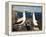 Nazca Booby (Sula Dactylatra), Suarez Point, Isla Espanola, Galapagos Islands, Ecuador-Michael DeFreitas-Framed Premier Image Canvas
