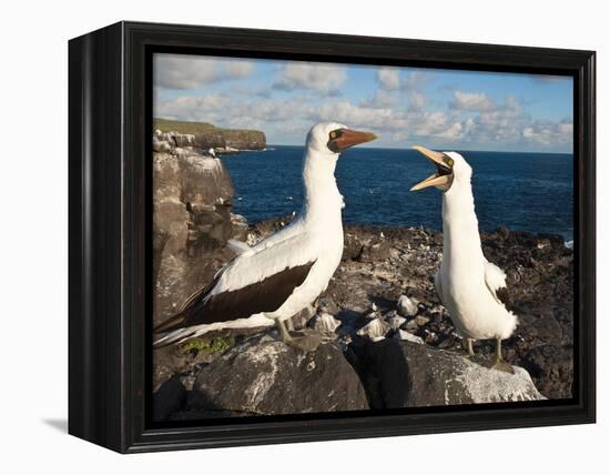 Nazca Booby (Sula Dactylatra), Suarez Point, Isla Espanola, Galapagos Islands, Ecuador-Michael DeFreitas-Framed Premier Image Canvas