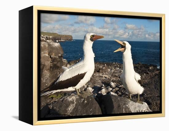 Nazca Booby (Sula Dactylatra), Suarez Point, Isla Espanola, Galapagos Islands, Ecuador-Michael DeFreitas-Framed Premier Image Canvas