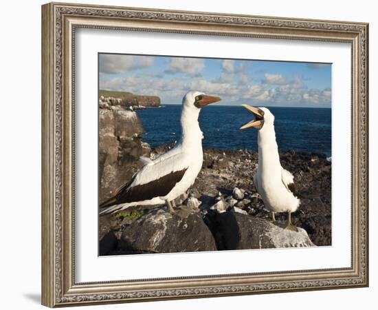 Nazca Booby (Sula Dactylatra), Suarez Point, Isla Espanola, Galapagos Islands, Ecuador-Michael DeFreitas-Framed Photographic Print