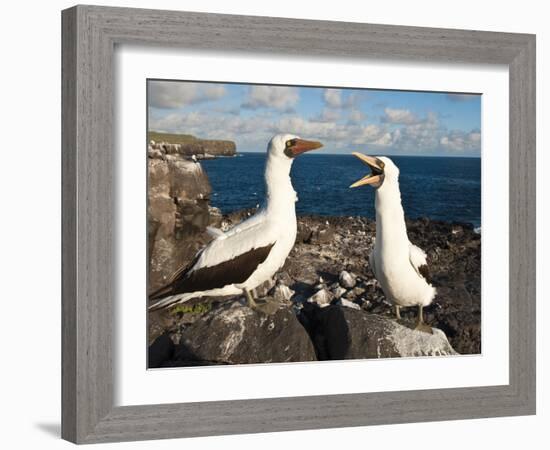 Nazca Booby (Sula Dactylatra), Suarez Point, Isla Espanola, Galapagos Islands, Ecuador-Michael DeFreitas-Framed Photographic Print