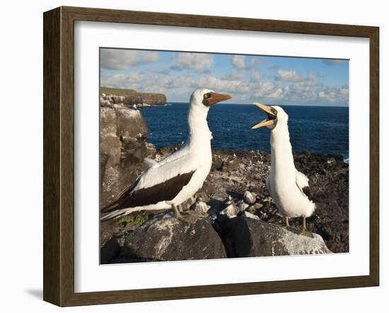 Nazca Booby (Sula Dactylatra), Suarez Point, Isla Espanola, Galapagos Islands, Ecuador-Michael DeFreitas-Framed Photographic Print