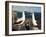 Nazca Booby (Sula Dactylatra), Suarez Point, Isla Espanola, Galapagos Islands, Ecuador-Michael DeFreitas-Framed Photographic Print