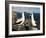 Nazca Booby (Sula Dactylatra), Suarez Point, Isla Espanola, Galapagos Islands, Ecuador-Michael DeFreitas-Framed Photographic Print