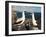 Nazca Booby (Sula Dactylatra), Suarez Point, Isla Espanola, Galapagos Islands, Ecuador-Michael DeFreitas-Framed Photographic Print