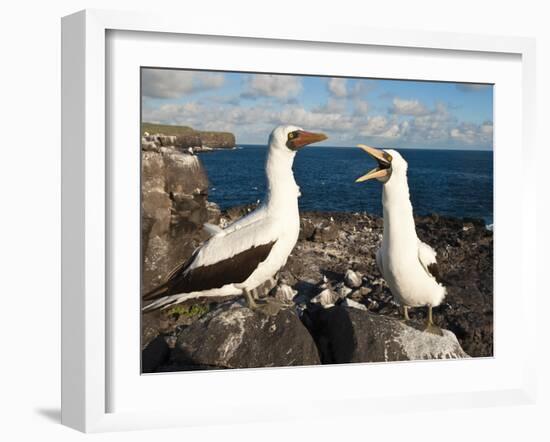 Nazca Booby (Sula Dactylatra), Suarez Point, Isla Espanola, Galapagos Islands, Ecuador-Michael DeFreitas-Framed Photographic Print