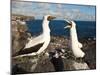 Nazca Booby (Sula Dactylatra), Suarez Point, Isla Espanola, Galapagos Islands, Ecuador-Michael DeFreitas-Mounted Photographic Print