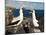 Nazca Booby (Sula Dactylatra), Suarez Point, Isla Espanola, Galapagos Islands, Ecuador-Michael DeFreitas-Mounted Photographic Print