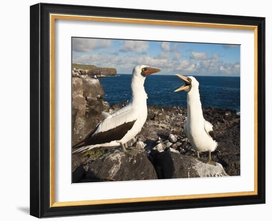 Nazca Booby (Sula Dactylatra), Suarez Point, Isla Espanola, Galapagos Islands, Ecuador-Michael DeFreitas-Framed Photographic Print