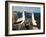 Nazca Booby (Sula Dactylatra), Suarez Point, Isla Espanola, Galapagos Islands, Ecuador-Michael DeFreitas-Framed Photographic Print