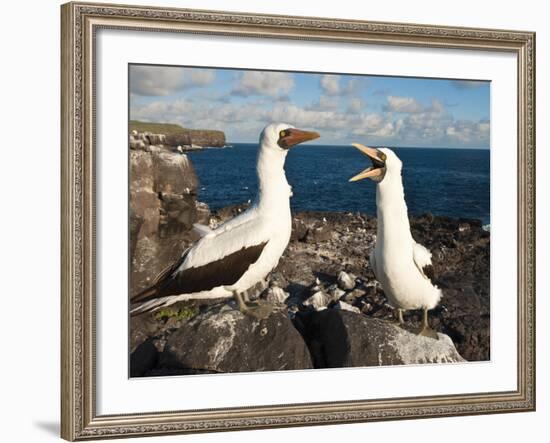 Nazca Booby (Sula Dactylatra), Suarez Point, Isla Espanola, Galapagos Islands, Ecuador-Michael DeFreitas-Framed Photographic Print