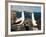 Nazca Booby (Sula Dactylatra), Suarez Point, Isla Espanola, Galapagos Islands, Ecuador-Michael DeFreitas-Framed Photographic Print