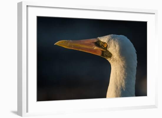 Nazca Booby (Sula Granti), Galapagos Islands, Ecuador-Pete Oxford-Framed Photographic Print