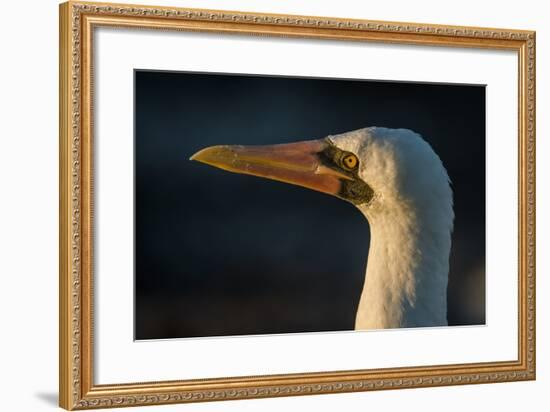 Nazca Booby (Sula Granti), Galapagos Islands, Ecuador-Pete Oxford-Framed Photographic Print