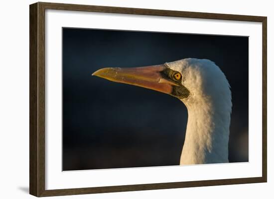 Nazca Booby (Sula Granti), Galapagos Islands, Ecuador-Pete Oxford-Framed Photographic Print