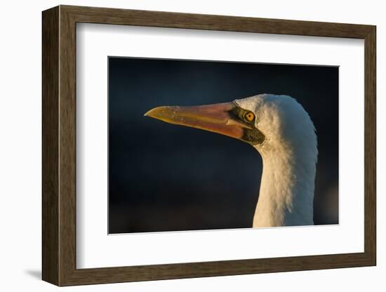 Nazca Booby (Sula Granti), Galapagos Islands, Ecuador-Pete Oxford-Framed Photographic Print