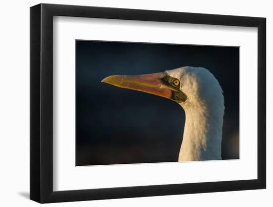 Nazca Booby (Sula Granti), Galapagos Islands, Ecuador-Pete Oxford-Framed Photographic Print