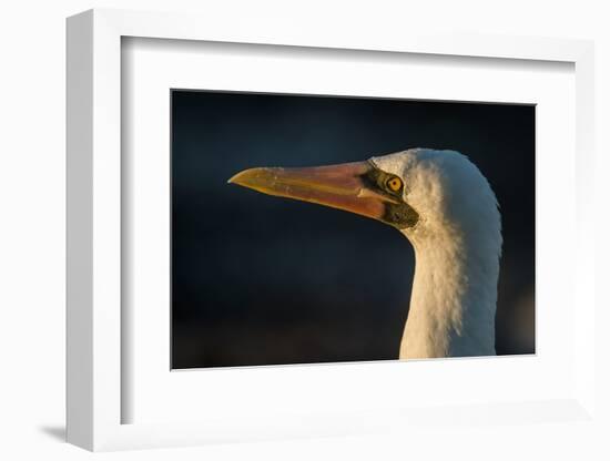 Nazca Booby (Sula Granti), Galapagos Islands, Ecuador-Pete Oxford-Framed Photographic Print