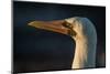 Nazca Booby (Sula Granti), Galapagos Islands, Ecuador-Pete Oxford-Mounted Photographic Print