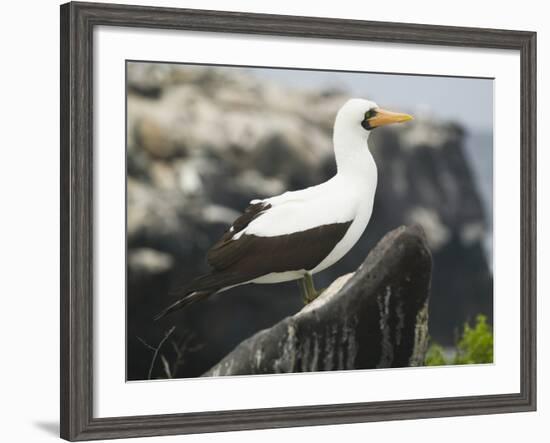 Nazca Booby-DLILLC-Framed Photographic Print