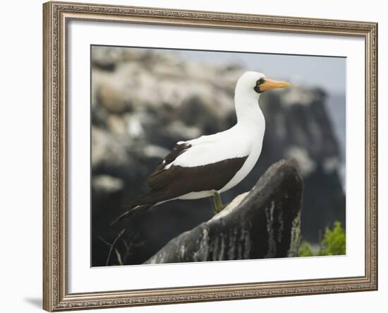 Nazca Booby-DLILLC-Framed Photographic Print