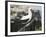 Nazca Booby-DLILLC-Framed Photographic Print