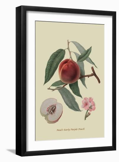 Neal's Early Purple Peach-William Hooker-Framed Art Print