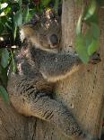 Koala Bear in a Gum Tree, Parndana Wildlife Park, Kangaroo Island, South Australia, Australia-Neale Clarke-Photographic Print