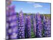 Premium Photographic Print