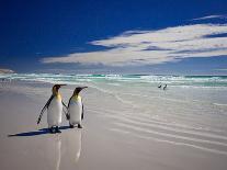 King Penguins At Volunteer Point On The Falkland Islands-Neale Cousland-Photographic Print