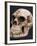 Neanderthal or Neandertal Man - Reconstructed Skull-null-Framed Photographic Print