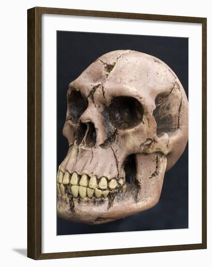 Neanderthal or Neandertal Man - Reconstructed Skull-null-Framed Photographic Print