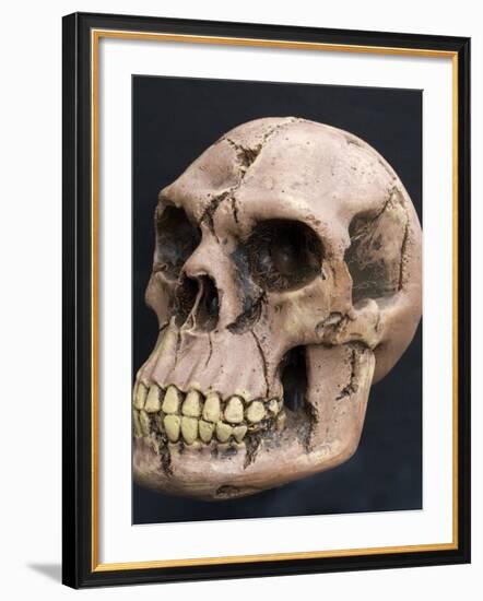 Neanderthal or Neandertal Man - Reconstructed Skull-null-Framed Photographic Print