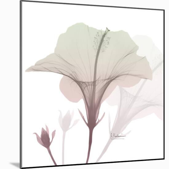 Neapolitan Hibiscus-Albert Koetsier-Mounted Art Print