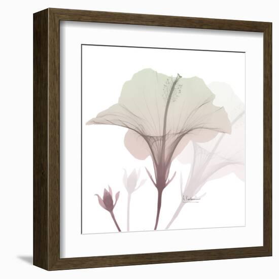 Neapolitan Hibiscus-Albert Koetsier-Framed Art Print