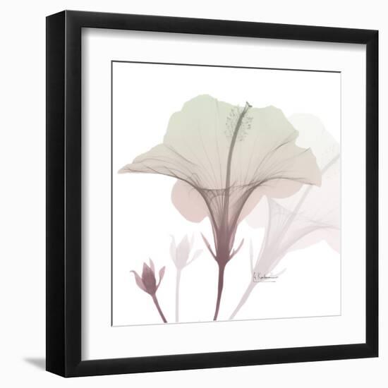 Neapolitan Hibiscus-Albert Koetsier-Framed Art Print