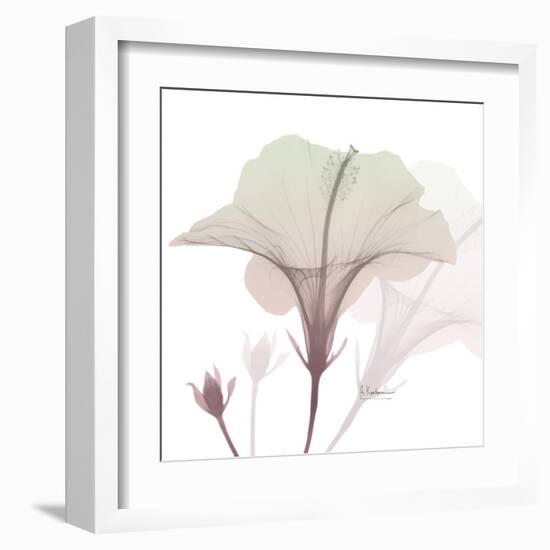 Neapolitan Hibiscus-Albert Koetsier-Framed Art Print