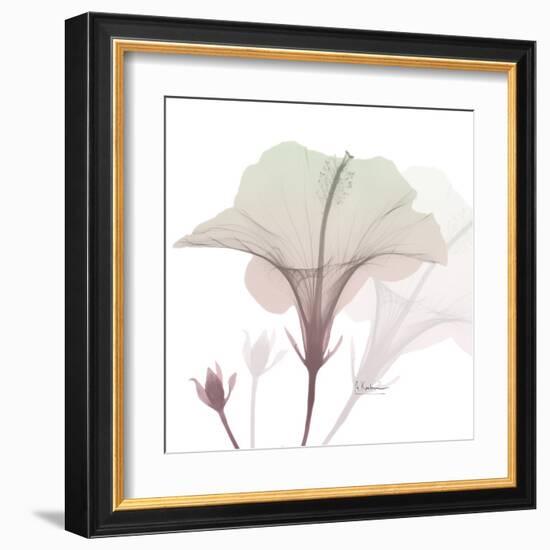 Neapolitan Hibiscus-Albert Koetsier-Framed Art Print