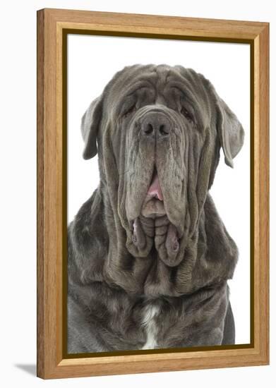 Neapolitan Mastiff-null-Framed Premier Image Canvas