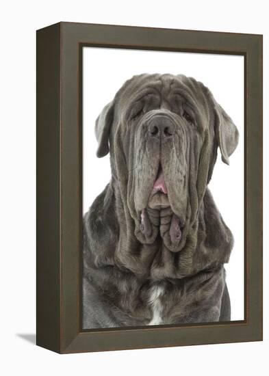 Neapolitan Mastiff-null-Framed Premier Image Canvas