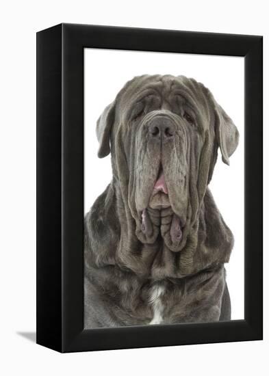 Neapolitan Mastiff-null-Framed Premier Image Canvas