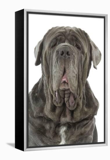 Neapolitan Mastiff-null-Framed Premier Image Canvas