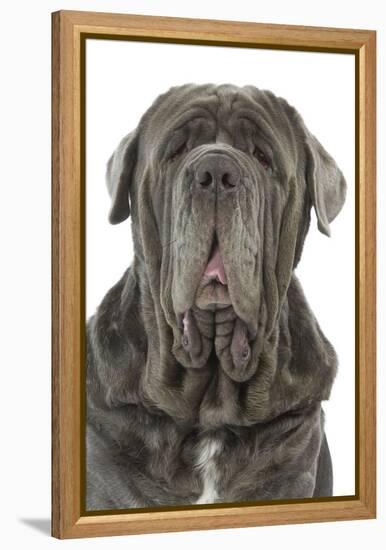 Neapolitan Mastiff-null-Framed Premier Image Canvas