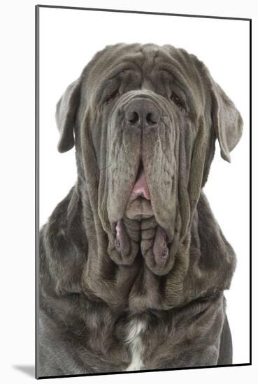 Neapolitan Mastiff-null-Mounted Photographic Print