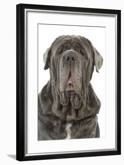 Neapolitan Mastiff-null-Framed Photographic Print