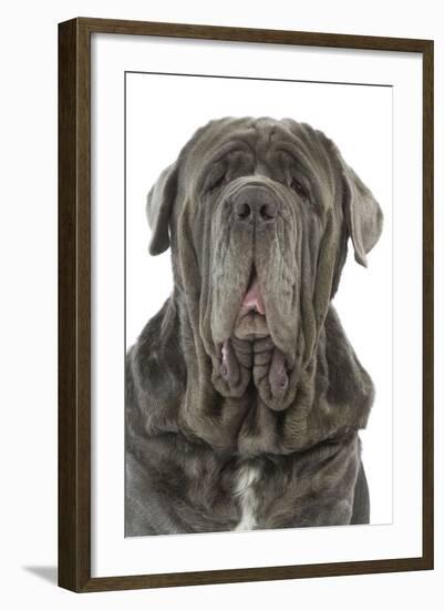 Neapolitan Mastiff-null-Framed Photographic Print